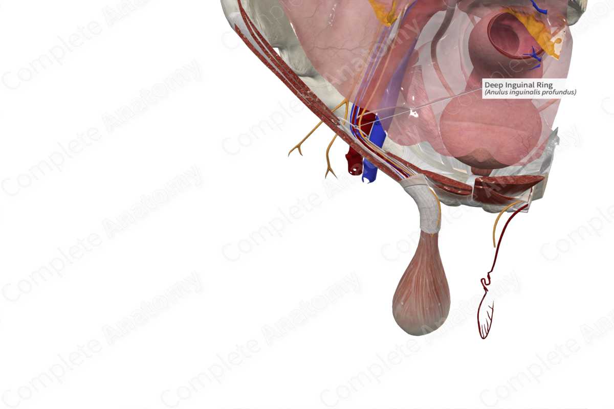 The Diagnostic Anatomy of the Inguinal Complex of Nerves | Neupsy Key