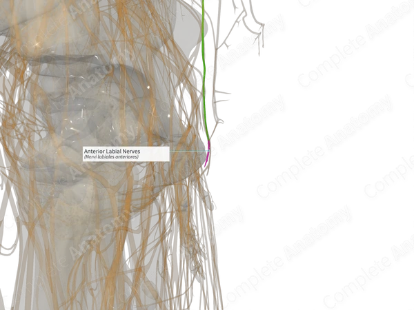 Anterior Labial Nerves (Left)