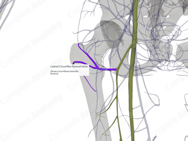 Lateral Circumflex Femoral Veins (Right)
