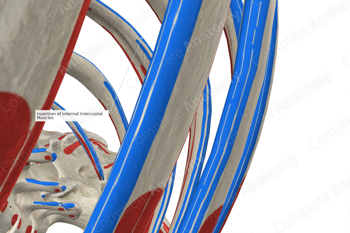 Insertion of Internal Intercostal Muscles