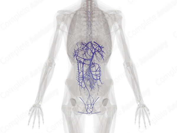 Veins of Digestive System