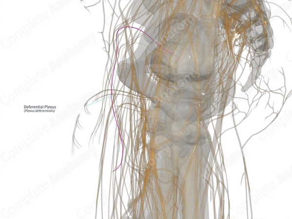 Deferential Plexus (Right)