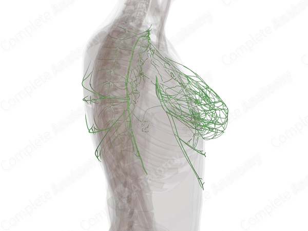 Thoracic Lymph Vessels