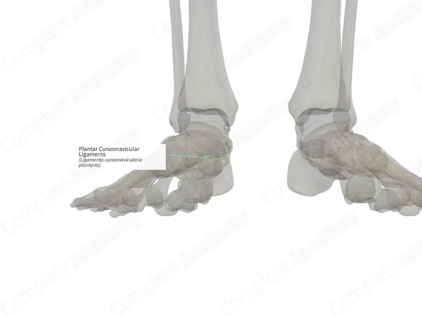 Plantar Cuneonavicular Ligaments (Left)