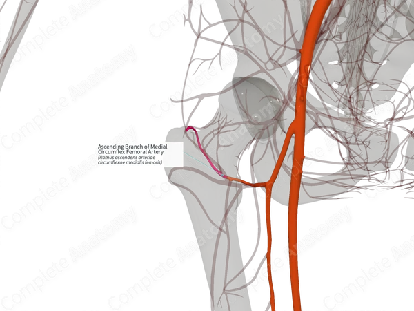 Ascending Branch of Medial Circumflex Femoral Artery (Left)