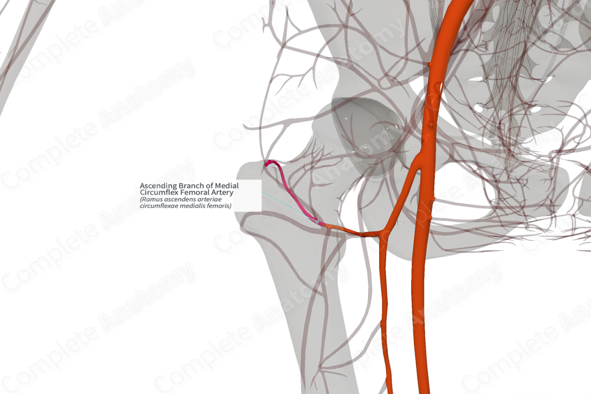 Ascending Branch of Medial Circumflex Femoral Artery (Left)