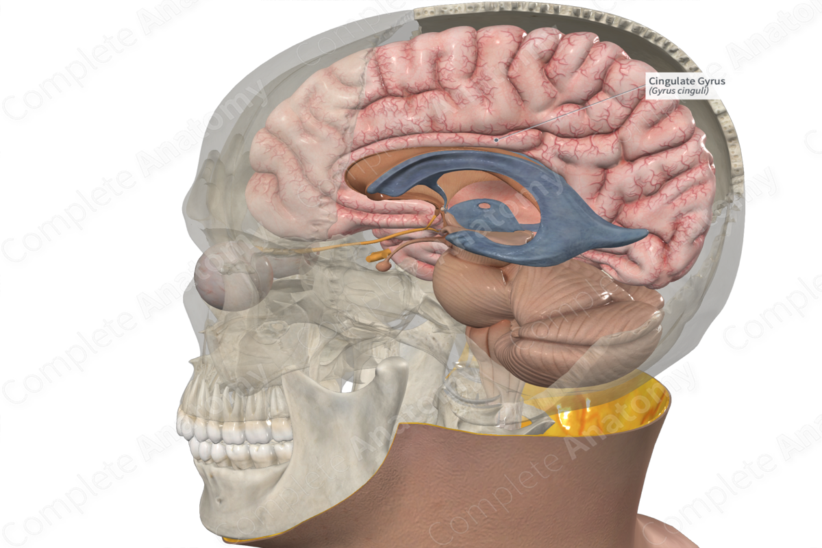 Cingulate Gyrus 