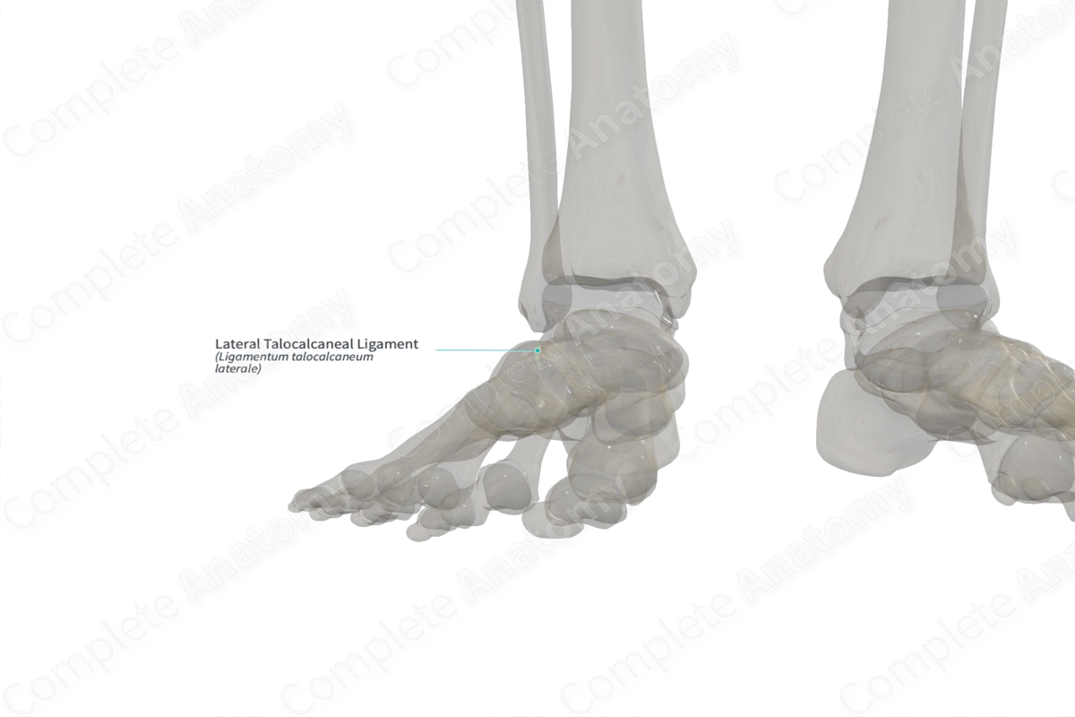 Lateral Talocalcaneal Ligament (Left)
