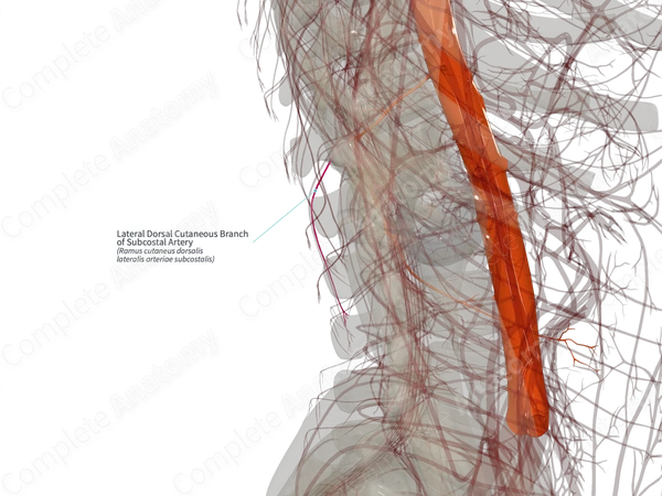 Lateral Dorsal Cutaneous Branch of Subcostal Artery (Right)