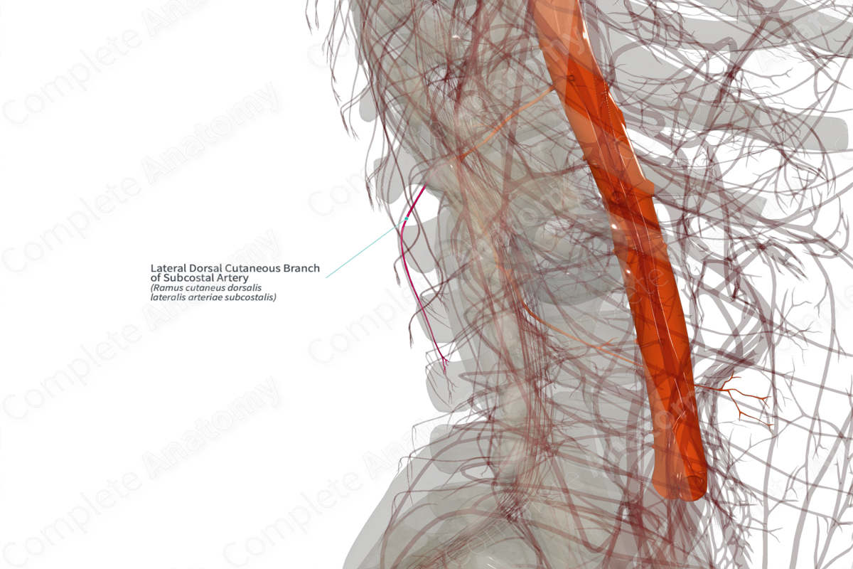 Lateral Dorsal Cutaneous Branch of Subcostal Artery (Right)