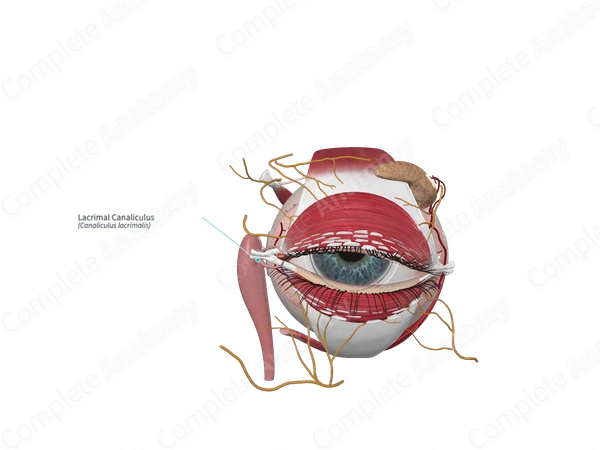 Lacrimal Canaliculus