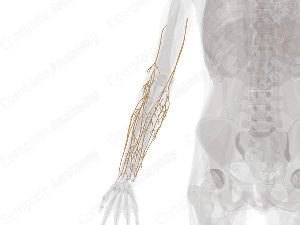 Nerves of Forearm (Left)