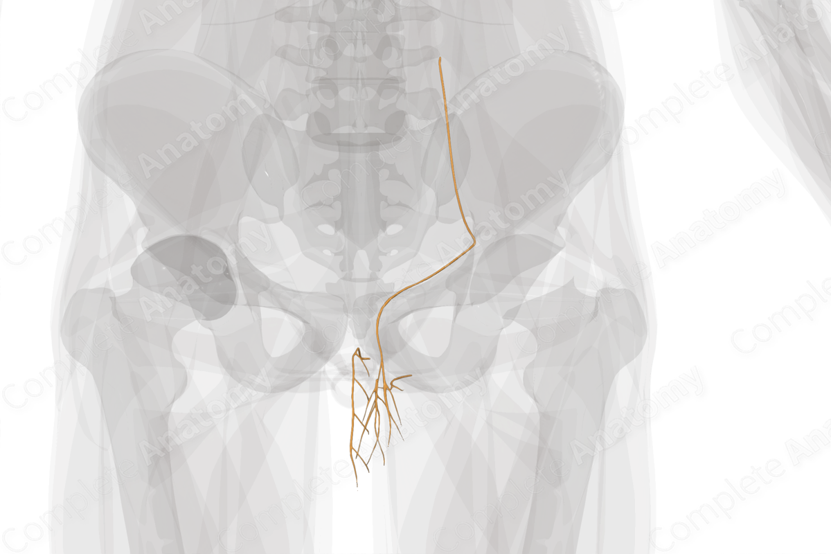 Nerves of Male Genital System (Left)