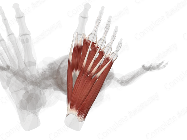 Muscles of Plantar Part of Foot (Left)