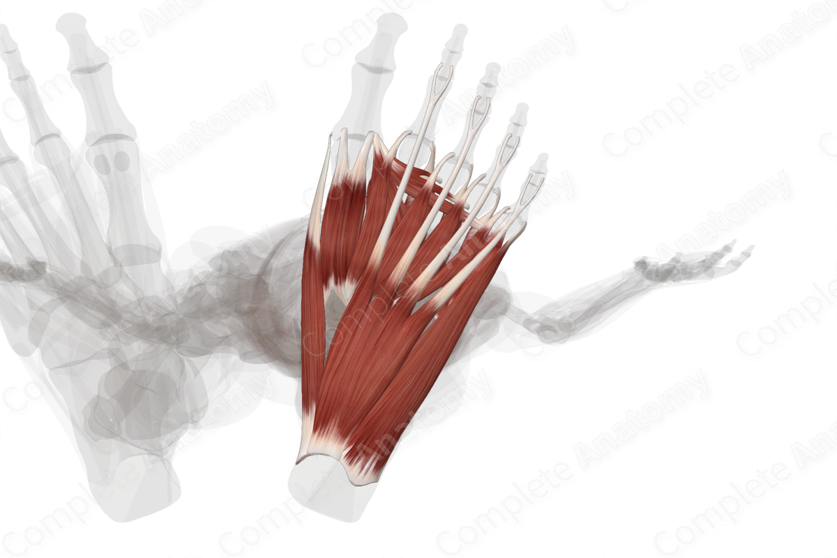 Muscles of Plantar Part of Foot (Left)