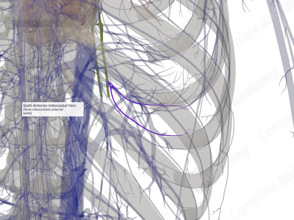 Sixth Anterior Intercostal Vein (Left)