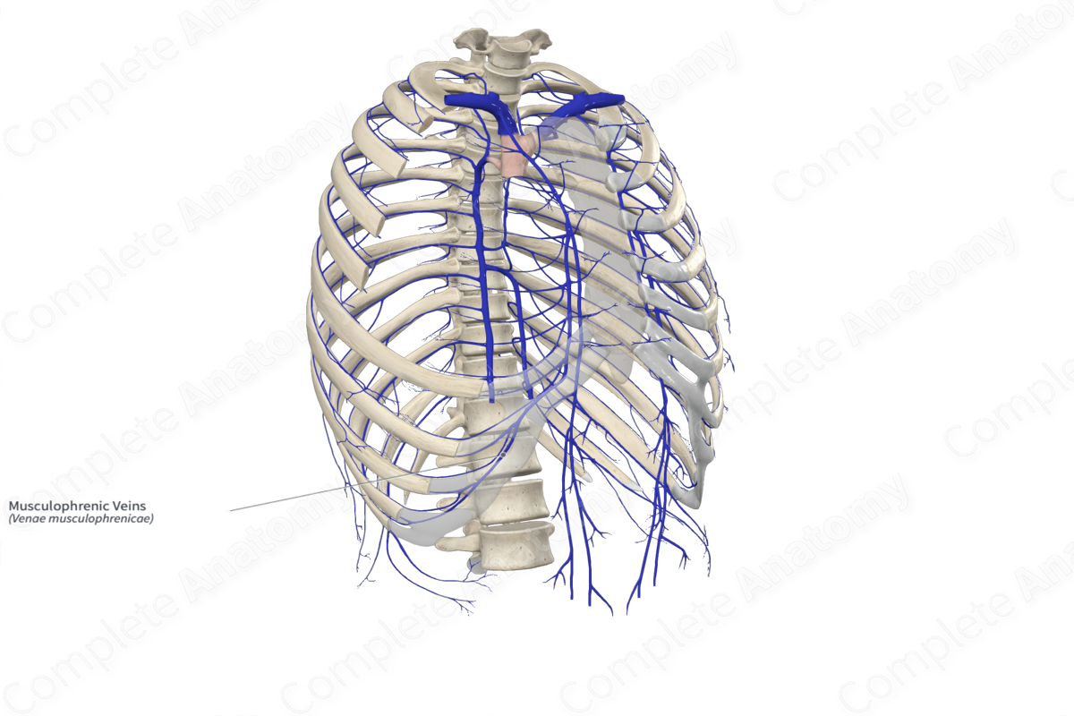 Musculophrenic Veins 