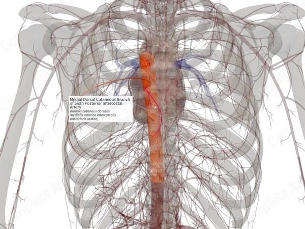 Medial Dorsal Cutaneous Branch of Sixth Posterior Intercostal Artery (Right)