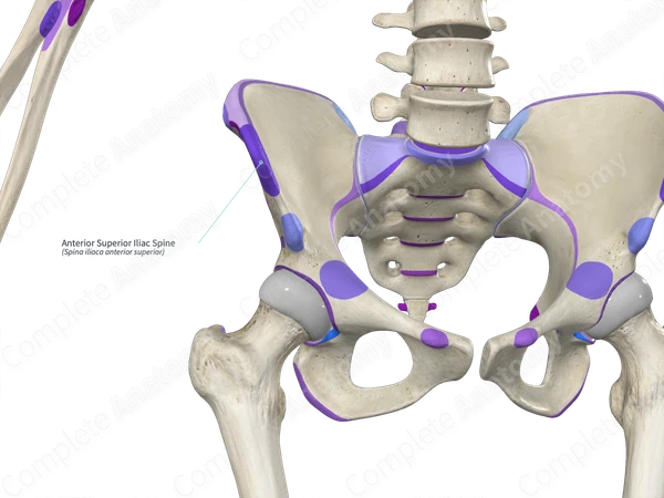Anterior Superior Iliac Spine Complete Anatomy Anterior Superior Iliac Spine Complete Anatomy