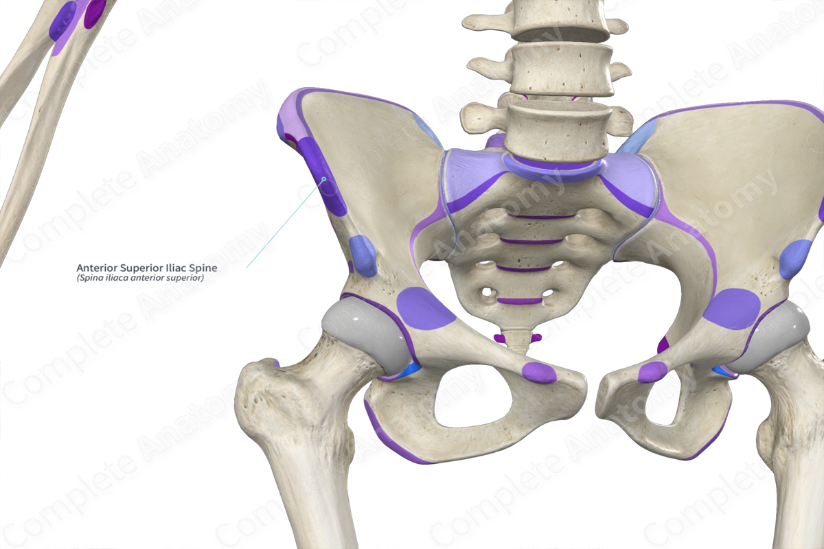 Anterior Superior Iliac Spine | Complete Anatomy