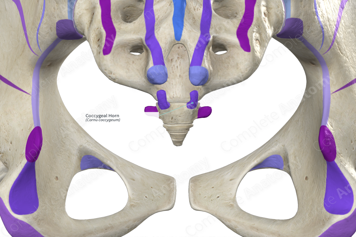 Coccygeal Horn (Left)