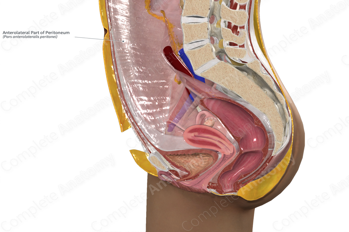 Anterolateral Part of Peritoneum