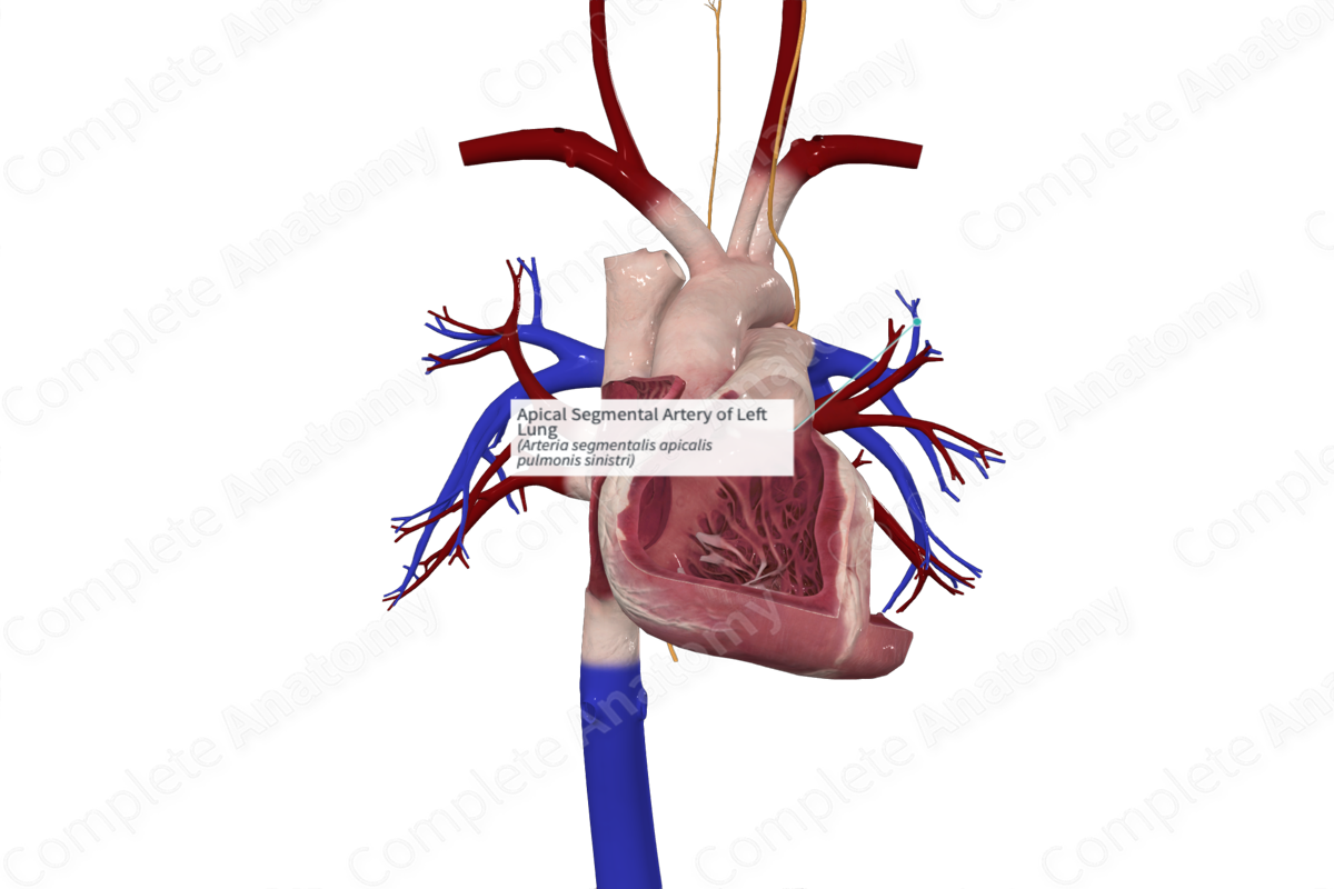 Apical Segmental Artery of Left Lung