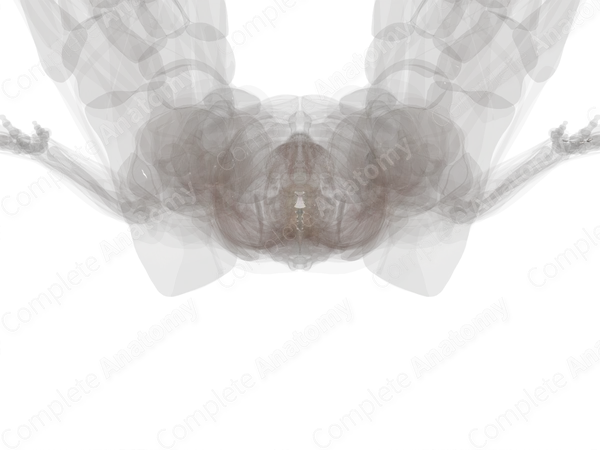 Posterior Longitudinal Ligament