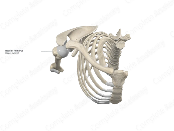 Head of Humerus