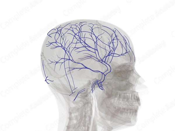 Veins of Meninges & Cranium