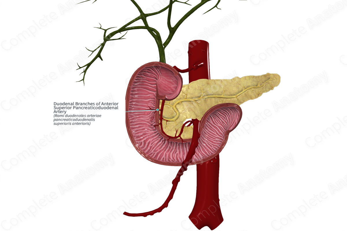 Duodenal Branches of Anterior Superior Pancreaticoduodenal Artery