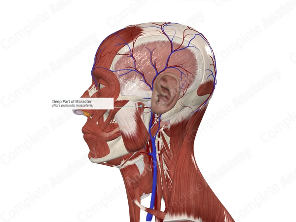 Deep Part of Masseter 