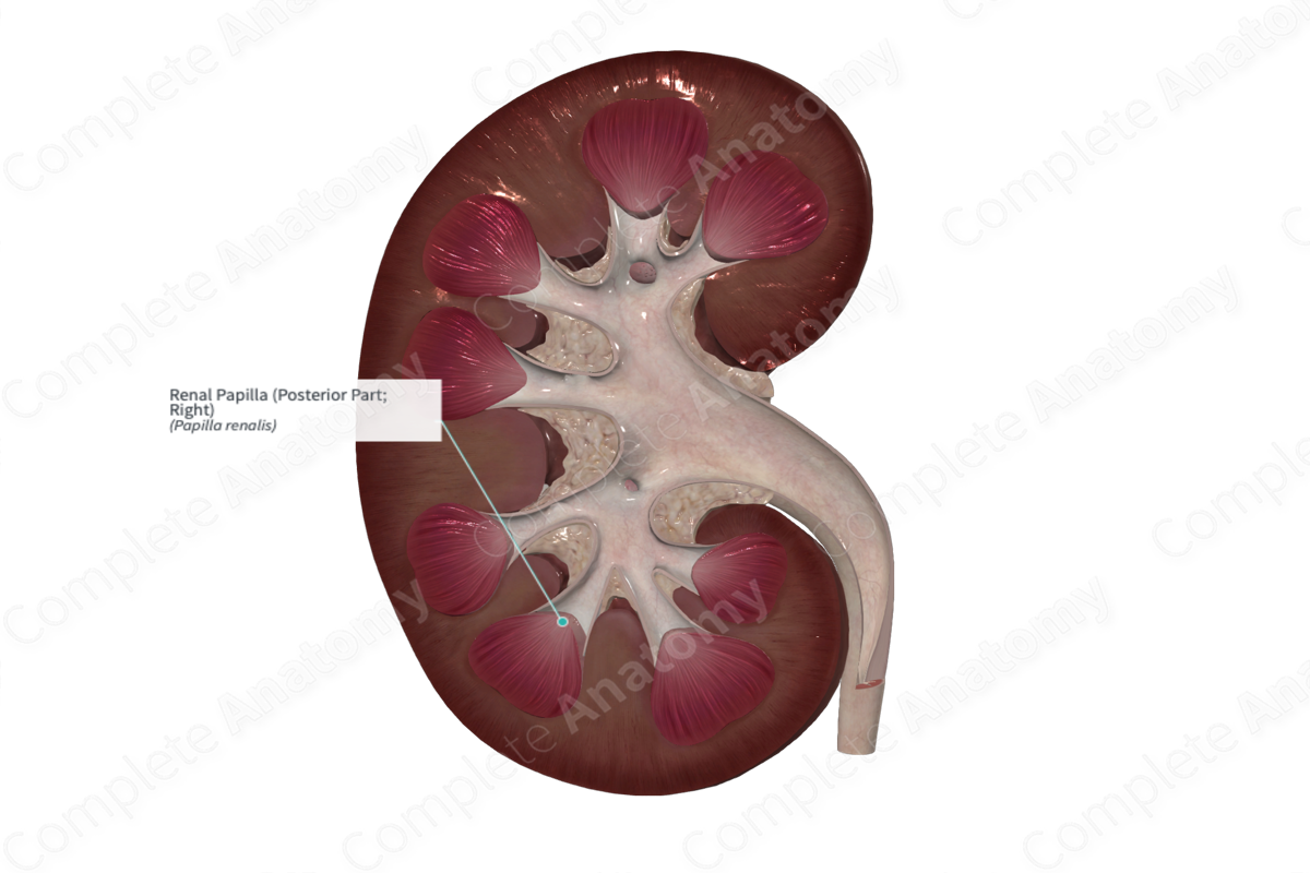 Renal Papilla (Posterior Part; Right)