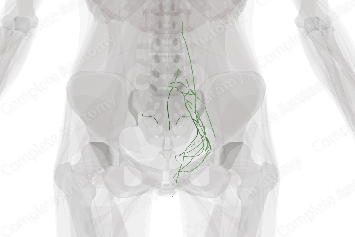 Pelvic Lymph Vessels (Left)