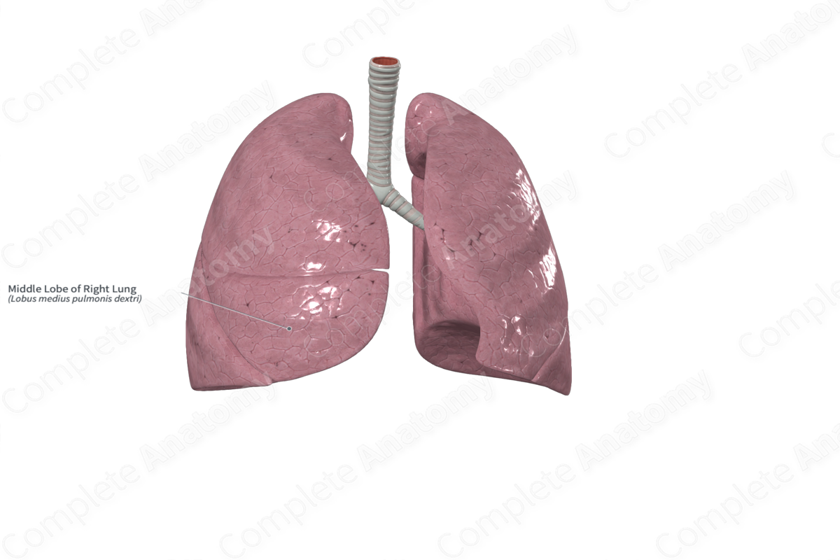 Middle Lobe of Right Lung