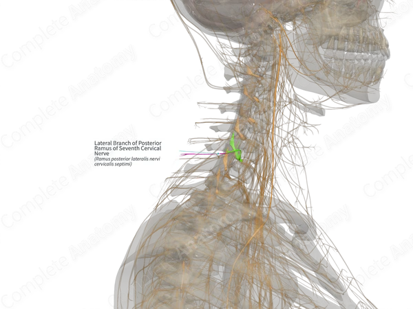 Lateral Branch of Posterior Ramus of Seventh Cervical Nerve (Left)