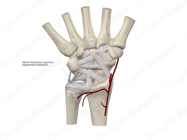 Palmar Radioulnar Ligament
