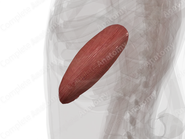 Muscular Layer of Stomach