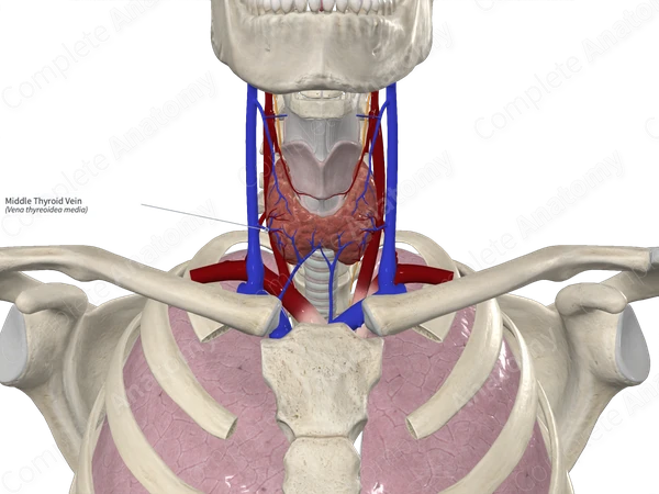 Middle Thyroid Vein
