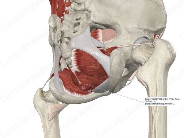 Superficial Part of External Anal Sphincter