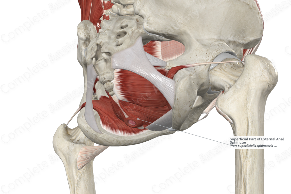 Superficial Part of External Anal Sphincter