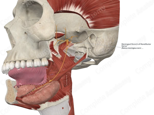 Meningeal Branch of Mandibular Nerve