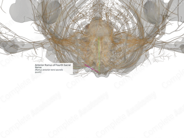 Anterior Ramus of Fourth Sacral Nerve (Left)