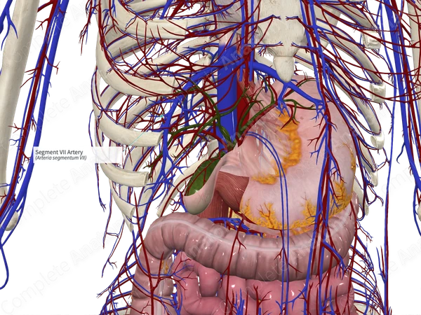Segment VII Artery