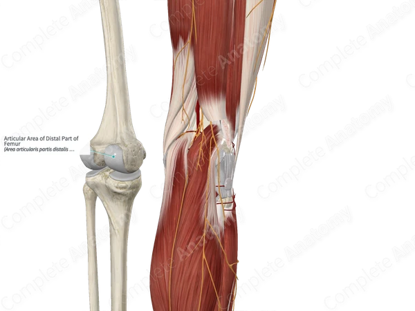 Articular Area of Distal Part of Femur