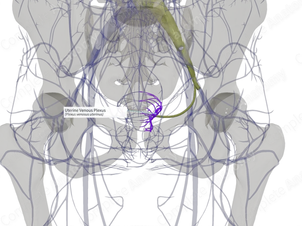 Uterine Venous Plexus (Left)