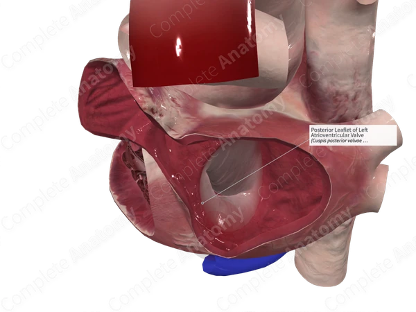 Posterior Leaflet of Left Atrioventricular Valve