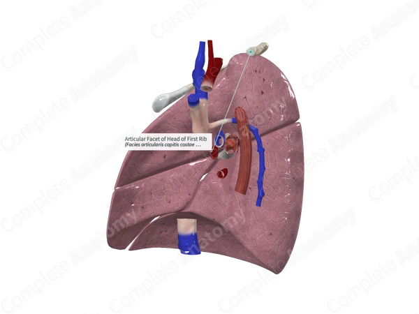 Articular Facet of Head of First Rib
