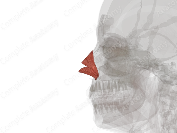 Nasalis Muscle