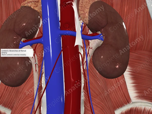 Ureteric Branches of Renal Artery 